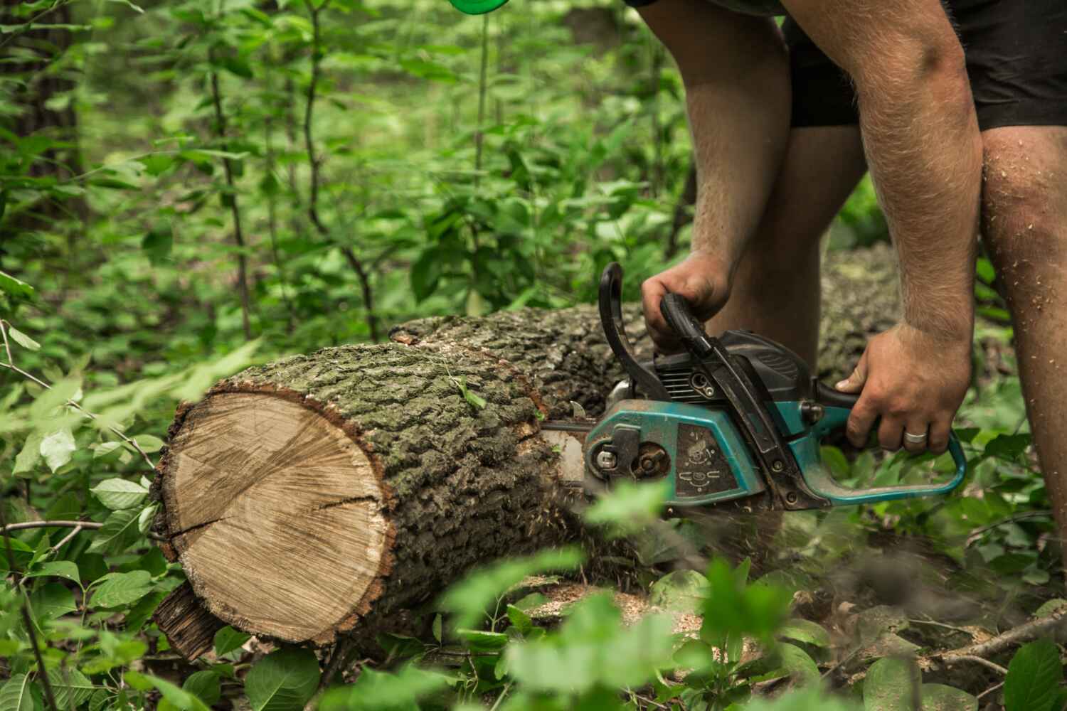 Best Tree Cutting Near Me  in Montrose, CO